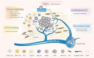 Tumor microenvironment promotes lymphatic metastasis of cervical cancer: its mechanisms and clinical implications